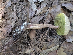 Aureoboletus russellii