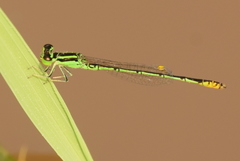 Agriocnemis kalinga
