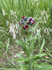 Cynoglossum officinale
