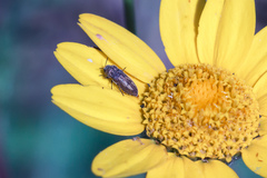 Acmaeoderella discoida