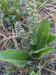 Veronica plantaginea