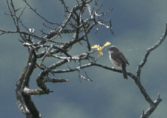 Curruca communis