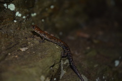 Plethodon petraeus