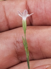 Dianthus illyricus subsp. angustifolius image