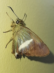 Hasora taminatus