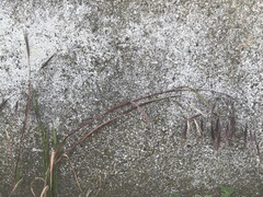 Bromus