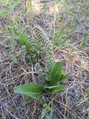 Veronica plantaginea