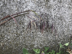 Bromus