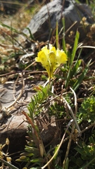 Linaria supina supina