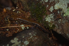 Plethodon petraeus