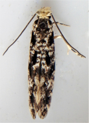 Nemapogon granella
