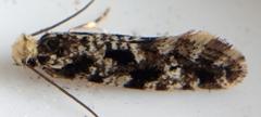 Nemapogon granella