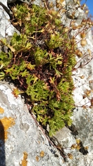 Saxifraga canaliculata