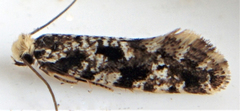 Nemapogon granella