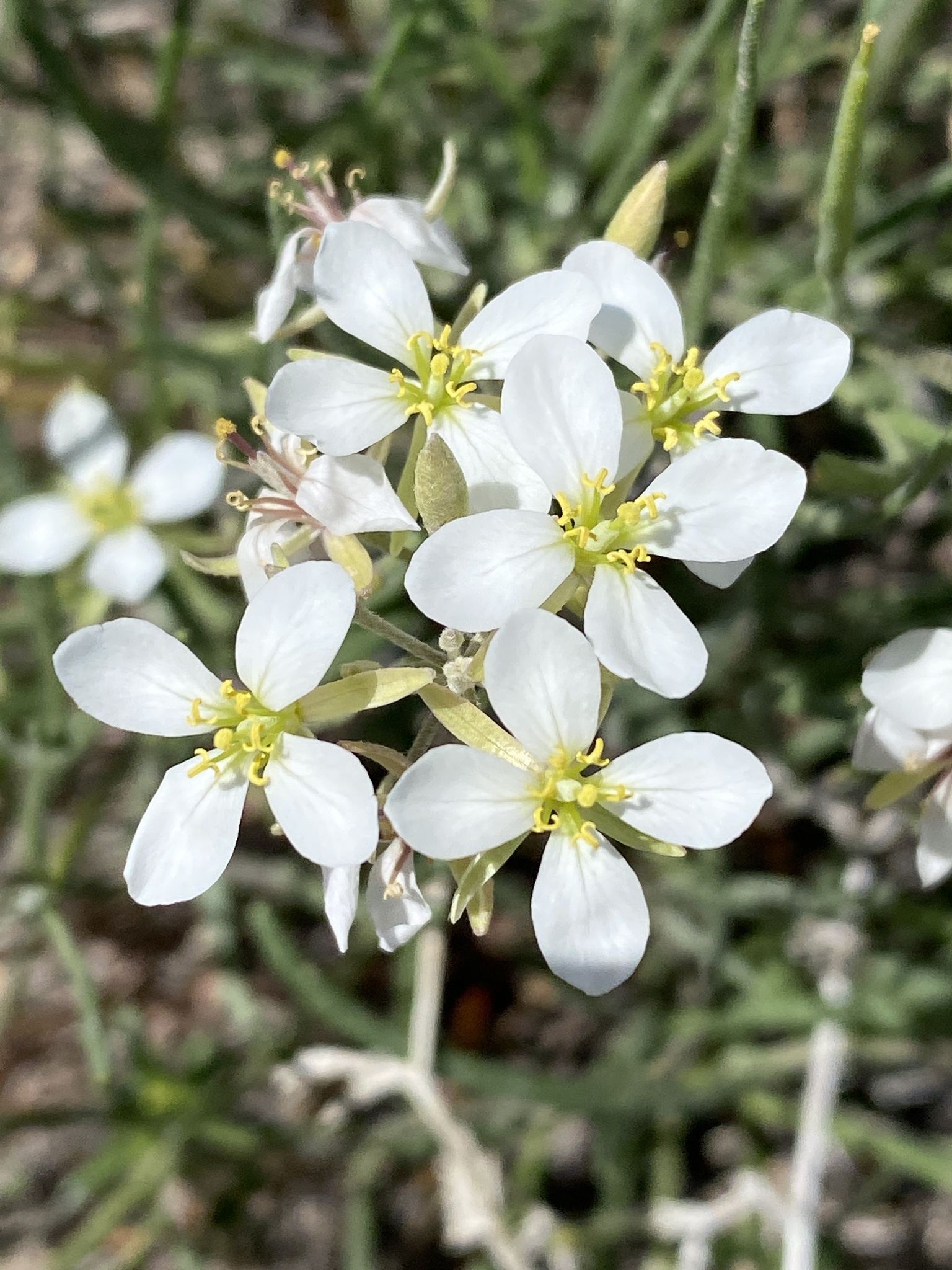 Nerisyrenia linearifolia