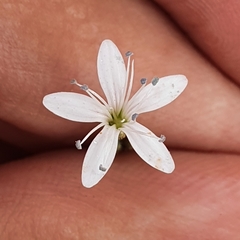 Dianthus illyricus image