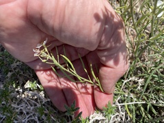 Nerisyrenia linearifolia