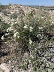 Nerisyrenia linearifolia