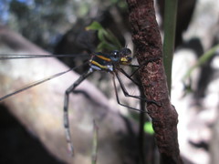 Chlorolestes conspicuus