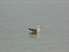 Larus crassirostris
