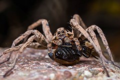 Alopecosa laciniosa