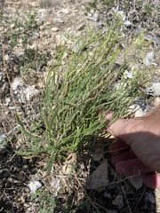 Nerisyrenia linearifolia