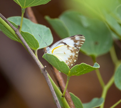 Belenois gidica gidica