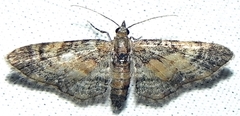 Eupithecia palpata