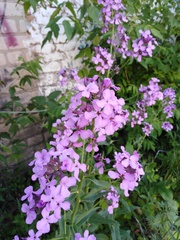 Hesperis pycnotricha