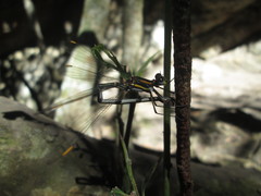 Chlorolestes conspicuus