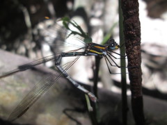 Chlorolestes conspicuus