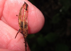 Galearis spectabilis