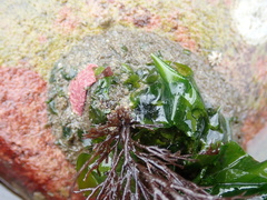 Odonthalia