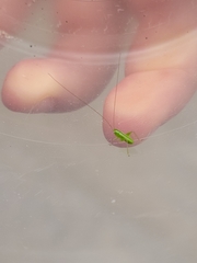Tettigoniidae
