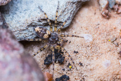 Oecobius maculatus