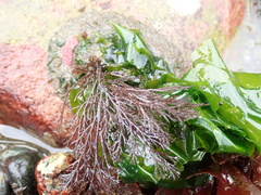 Odonthalia