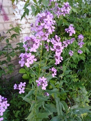 Hesperis pycnotricha