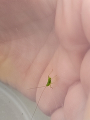 Tettigoniidae