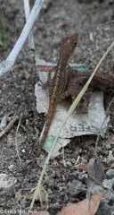 Anolis roquet salinei