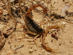 Buthus ibericus