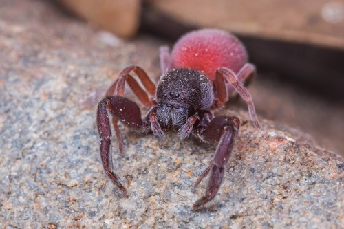 Common Palp-footed Spider