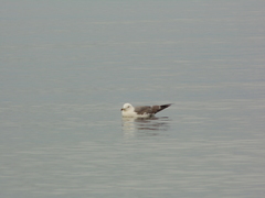 Larus crassirostris