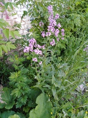 Hesperis pycnotricha