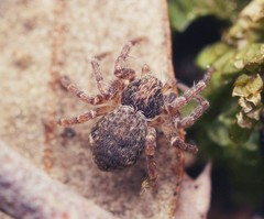 Pulchellodromus bistigma