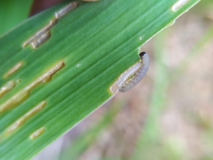 Rhadinoceraea micans