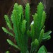 Euphorbia trigona - Photo (c) Hafiz Issadeen,  זכויות יוצרים חלקיות (CC BY)