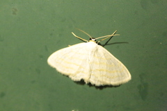 Scopula caricaria