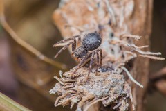 Pulchellodromus bistigma