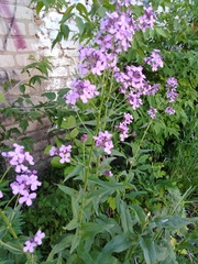 Hesperis pycnotricha