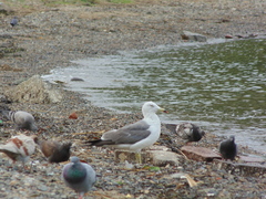 Larus crassirostris